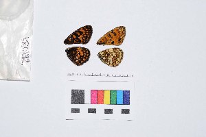  (Melitaea nevadensis - VR0292)  @11 [ ] Copyright (2018) Raluca Voda Universita degli Studi di Torino, Department of Life Sciences and Systems Biology