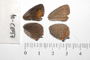  ( - RVcoll.10-C697)  @12 [ ] Copyright (2012) Roger Vila Institute of Evolutionary Biology