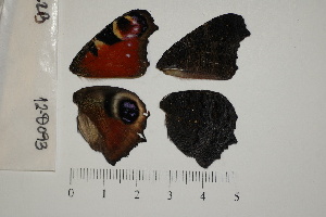  (Aglais ichnusa - RVcoll.13-T222)  @11 [ ] Butterfly Diversity and Evolution Lab (2014) Roger Vila Institute of Evolutionary Biology