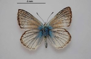  ( - RVcoll.06-V791)  @12 [ ] Copyright (2012) Roger Vila Institute of Evolutionary Biology