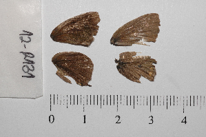  ( - RVcoll.12-R131)  @12 [ ] Copyright (2012) Roger Vila Institute of Evolutionary Biology