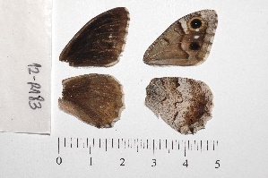  ( - RVcoll.12-R183)  @12 [ ] Copyright (2012) Roger Vila Institute of Evolutionary Biology