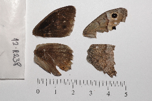  ( - RVcoll.12-R238)  @12 [ ] Copyright (2012) Roger Vila Institute of Evolutionary Biology