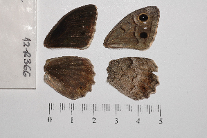  ( - RVcoll.12-R366)  @12 [ ] Copyright (2012) Roger Vila Institute of Evolutionary Biology