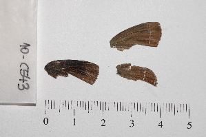  ( - RVcoll.10-C543)  @12 [ ] Copyright (2012) Roger Vila Institute of Evolutionary Biology