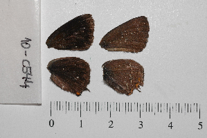  ( - RVcoll.10-C544)  @12 [ ] Copyright (2012) Roger Vila Institute of Evolutionary Biology