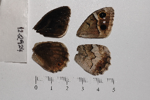  ( - RVcoll.12-Q924)  @12 [ ] Copyright (2012) Roger Vila Institute of Evolutionary Biology