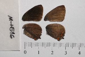  ( - RVcoll.11-H516)  @12 [ ] Copyright (2012) Roger Vila Institute of Evolutionary Biology