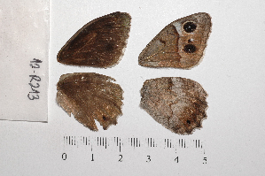  ( - RVcoll.12-R213)  @12 [ ] Copyright (2012) Roger Vila Institute of Evolutionary Biology