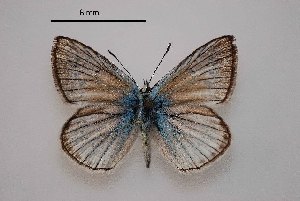  ( - RVcoll.06-V790)  @11 [ ] Butterfly Diversity and Evolution Lab (2014) Roger Vila Institute of Evolutionary Biology