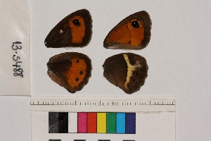  ( - RVcoll.13-S488)  @12 [ ] Butterfly Diversity and Evolution Lab (2014) Roger Vila Institute of Evolutionary Biology