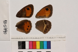  ( - RVcoll.13-S490)  @12 [ ] Butterfly Diversity and Evolution Lab (2014) Roger Vila Institute of Evolutionary Biology