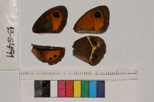  ( - RVcoll.13-S491)  @12 [ ] Butterfly Diversity and Evolution Lab (2014) Roger Vila Institute of Evolutionary Biology