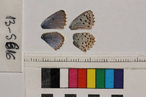  ( - RVcoll.13-S616)  @12 [ ] Butterfly Diversity and Evolution Lab (2014) Roger Vila Institute of Evolutionary Biology