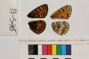  ( - RVcoll.13-S715)  @12 [ ] Butterfly Diversity and Evolution Lab (2014) Roger Vila Institute of Evolutionary Biology