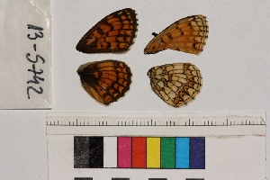  ( - RVcoll.13-S742)  @12 [ ] Butterfly Diversity and Evolution Lab (2014) Roger Vila Institute of Evolutionary Biology