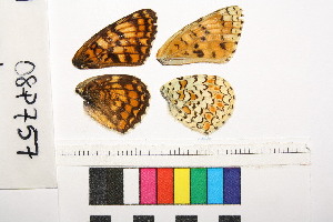  ( - RVcoll.08-L367)  @11 [ ] Butterfly Diversity and Evolution Lab (2014) Roger Vila Institute of Evolutionary Biology