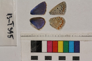  ( - RVcoll.13-T395)  @12 [ ] Butterfly Diversity and Evolution Lab (2014) Roger Vila Institute of Evolutionary Biology