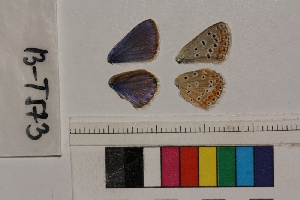  ( - RVcoll.13-T573)  @12 [ ] Butterfly Diversity and Evolution Lab (2014) Roger Vila Institute of Evolutionary Biology