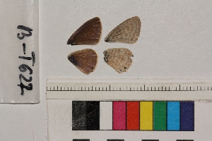  ( - RVcoll.13-T622)  @12 [ ] Butterfly Diversity and Evolution Lab (2014) Roger Vila Institute of Evolutionary Biology
