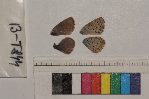  ( - RVcoll.13-T844)  @12 [ ] Butterfly Diversity and Evolution Lab (2014) Roger Vila Institute of Evolutionary Biology