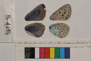  ( - RVcoll.14-A214)  @12 [ ] Butterfly Diversity and Evolution Lab (2014) Roger Vila Institute of Evolutionary Biology