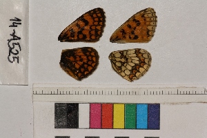  ( - RVcoll.14-A525)  @12 [ ] Butterfly Diversity and Evolution Lab (2014) Roger Vila Institute of Evolutionary Biology