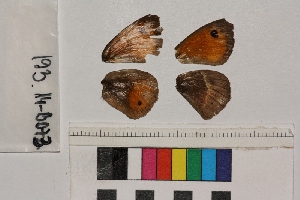  ( - RVcoll.14-B073)  @12 [ ] Butterfly Diversity and Evolution Lab (2014) Roger Vila Institute of Evolutionary Biology