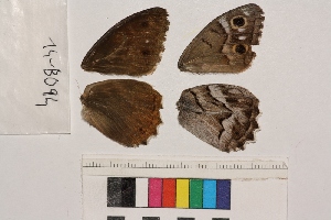  ( - RVcoll.14-B094)  @12 [ ] Butterfly Diversity and Evolution Lab (2014) Roger Vila Institute of Evolutionary Biology