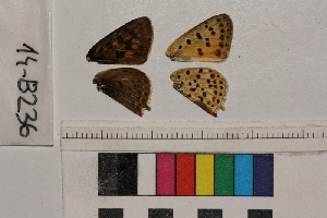  ( - RVcoll.14-B236)  @12 [ ] Butterfly Diversity and Evolution Lab (2014) Roger Vila Institute of Evolutionary Biology