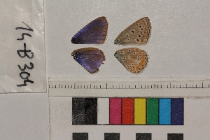  ( - RVcoll.14-B304)  @12 [ ] Butterfly Diversity and Evolution Lab (2014) Roger Vila Institute of Evolutionary Biology