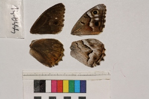  ( - RVcoll.14-B444)  @12 [ ] Butterfly Diversity and Evolution Lab (2014) Roger Vila Institute of Evolutionary Biology