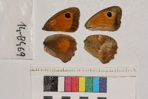  ( - RVcoll.14-B469)  @12 [ ] Butterfly Diversity and Evolution Lab (2014) Roger Vila Institute of Evolutionary Biology