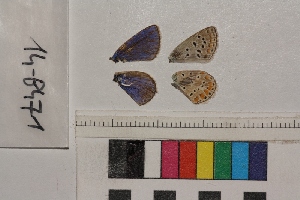  ( - RVcoll.14-B471)  @12 [ ] Butterfly Diversity and Evolution Lab (2014) Roger Vila Institute of Evolutionary Biology