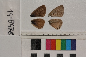  ( - RVcoll.14-B476)  @12 [ ] Butterfly Diversity and Evolution Lab (2014) Roger Vila Institute of Evolutionary Biology