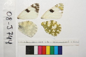  ( - RVcoll.11-D628)  @11 [ ] Butterfly Diversity and Evolution Lab (2014) Roger Vila Institute of Evolutionary Biology