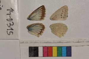  ( - RVcoll.14-D315)  @12 [ ] Butterfly Diversity and Evolution Lab (2014) Roger Vila Institute of Evolutionary Biology