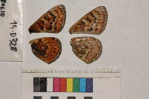  ( - RVcoll.14-D328)  @12 [ ] Butterfly Diversity and Evolution Lab (2014) Roger Vila Institute of Evolutionary Biology