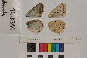  ( - RVcoll.14-D344)  @12 [ ] Butterfly Diversity and Evolution Lab (2014) Roger Vila Institute of Evolutionary Biology