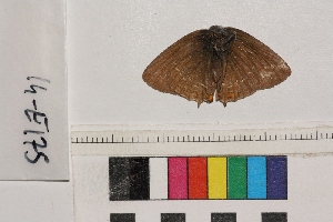  ( - RVcoll.14-E175)  @12 [ ] Butterfly Diversity and Evolution Lab (2014) Roger Vila Institute of Evolutionary Biology