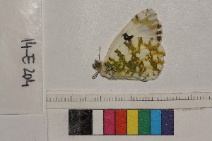 ( - RVcoll.14-E204)  @12 [ ] Butterfly Diversity and Evolution Lab (2014) Roger Vila Institute of Evolutionary Biology