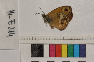  (Coenonympha dorus - RVcoll.14-E214)  @12 [ ] Butterfly Diversity and Evolution Lab (2014) Roger Vila Institute of Evolutionary Biology