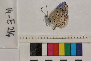  ( - RVcoll.14-E216)  @12 [ ] Butterfly Diversity and Evolution Lab (2014) Roger Vila Institute of Evolutionary Biology