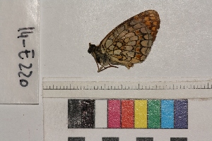  ( - RVcoll.14-E220)  @12 [ ] Butterfly Diversity and Evolution Lab (2014) Roger Vila Institute of Evolutionary Biology