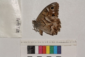  ( - RVcoll.14-E224)  @12 [ ] Butterfly Diversity and Evolution Lab (2014) Roger Vila Institute of Evolutionary Biology