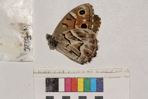  ( - RVcoll.14-E226)  @12 [ ] Butterfly Diversity and Evolution Lab (2014) Roger Vila Institute of Evolutionary Biology