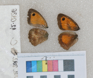  ( - RVcoll.12-Q136)  @12 [ ] Butterfly Diversity and Evolution Lab (2014) Roger Vila Institute of Evolutionary Biology
