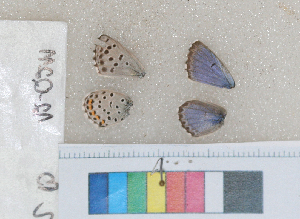  ( - RVcoll.12-Q211)  @12 [ ] Butterfly Diversity and Evolution Lab (2014) Roger Vila Institute of Evolutionary Biology