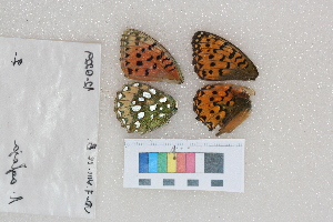  ( - RVcoll.12-Q229)  @14 [ ] Butterfly Diversity and Evolution Lab (2014) Roger Vila Institute of Evolutionary Biology