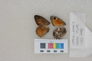  ( - RVcoll.LD-1187)  @11 [ ] Butterfly Diversity and Evolution Lab (2014) Roger Vila Institute of Evolutionary Biology